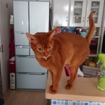 Thumbnail of post image 031