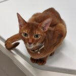 Thumbnail of post image 021