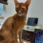 Thumbnail of post image 185