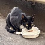 Thumbnail of post image 187